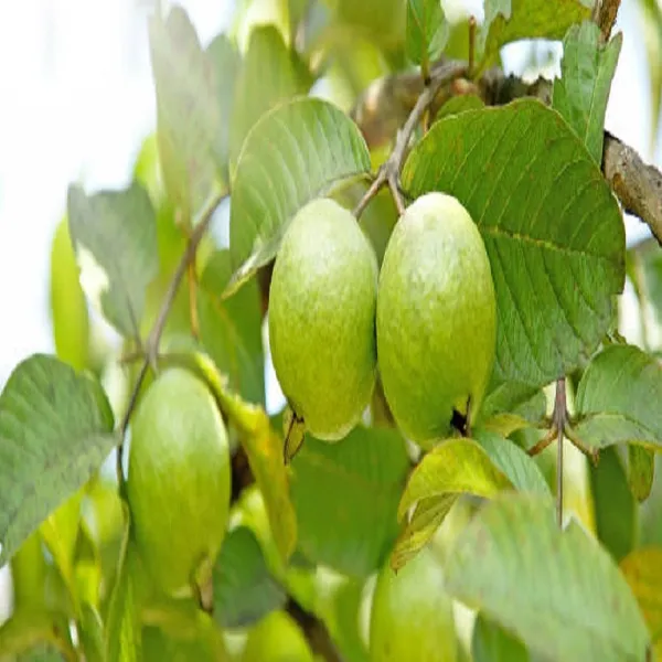 Punjab_Guava_Fruit_Plant