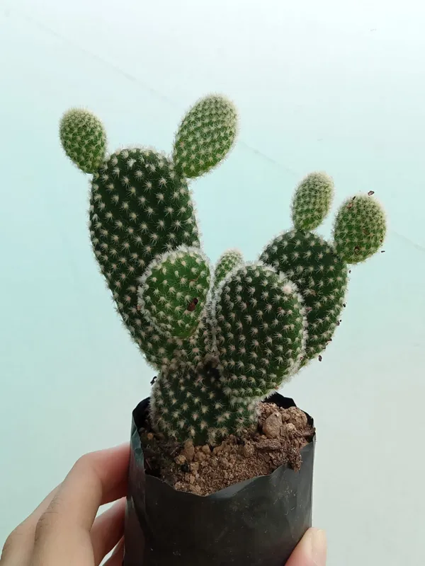 Bunny_ears_white_cactus