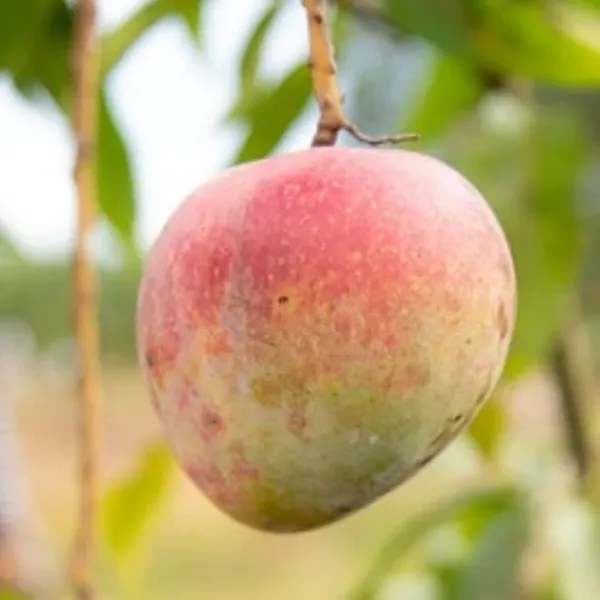 Aswina_Mango_Plant_Grafted