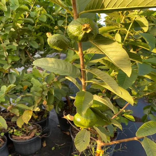 Lalit_Guava_Grafted_Plant_Without_Pot