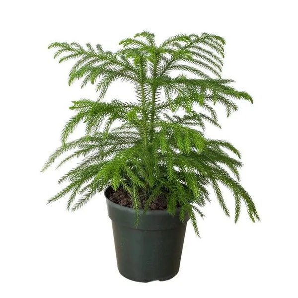 Christmas_Tree_Hybrid_Plant_2