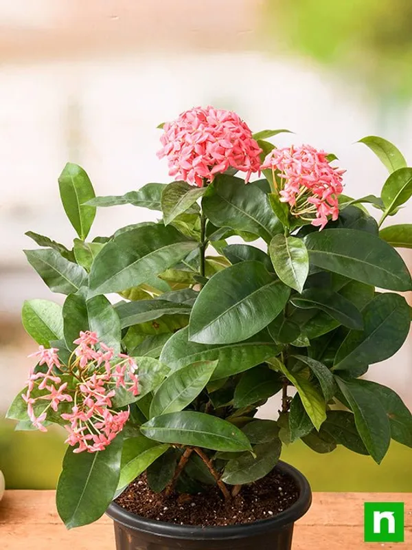 Pink_Ixora_Plant