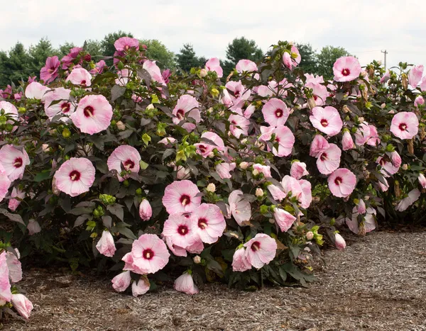 Blush_Hibiscus_Plant
