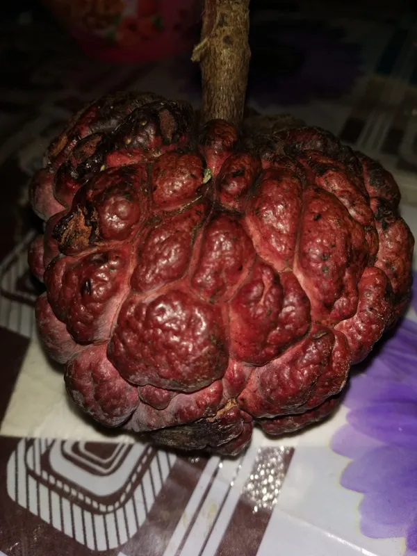 Red_Custard_Apple_|_Grafted_and_Hybrid_Plants