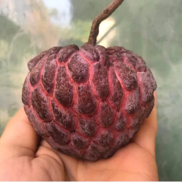 Red_Custard_Apple_|_Grafted_and_Hybrid_Plants