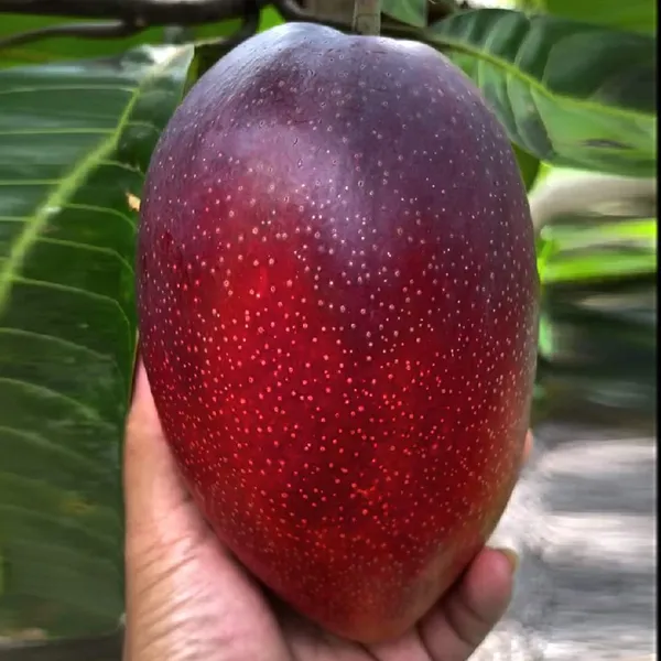 King_Of_Chakapoth_Mango