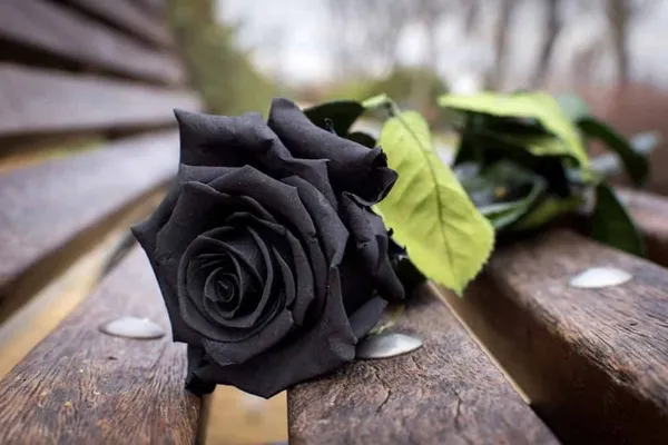 Dark_Enchantment_Black_Rose_for_Home_Garden