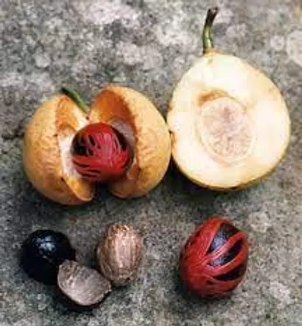 Jaifal_Live_Plant_(Nutmeg)