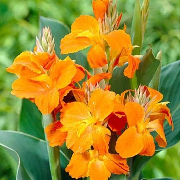 Canna_Dwarf_Orange_Flower_Plant