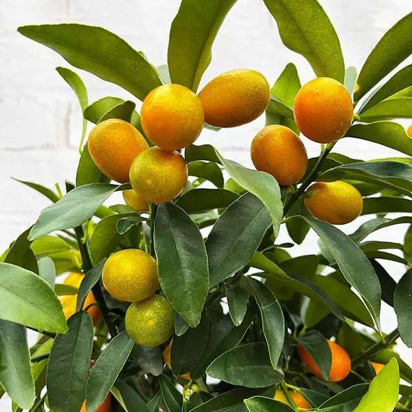 Nimbu_Sweet_Thai_Kumquat_Lemon_Nimbu_Grafted_Fruit_Plant_(1-2_Feet_Height)