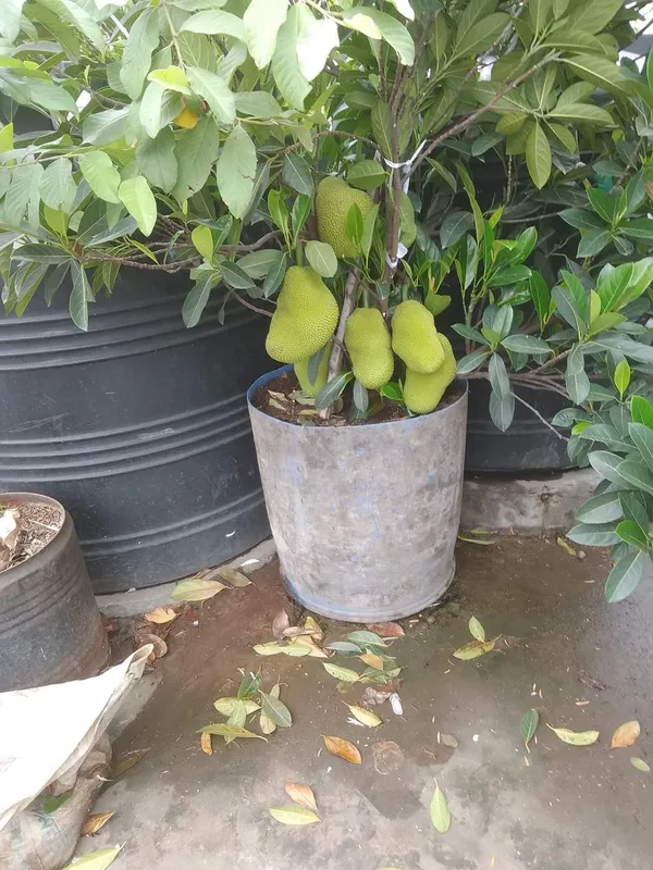 Pink_Jackfruit_Plant_|_Grafted_and_Hybrid_Plants