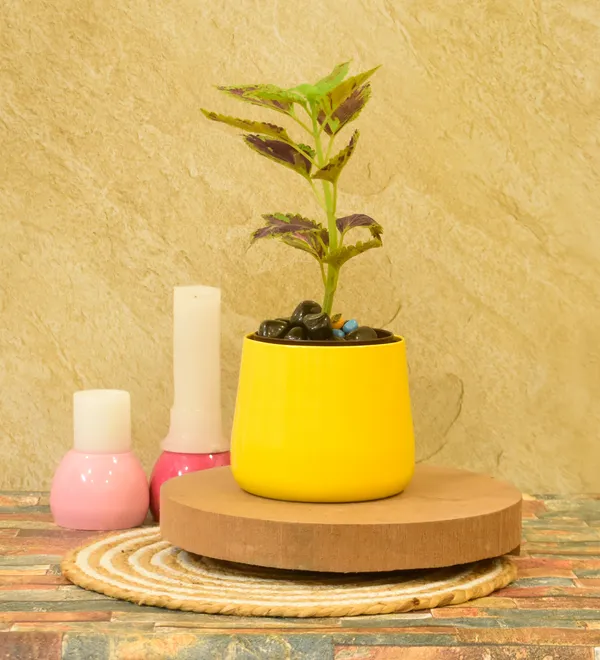 yellow_Planters_for_Home_Decor,Indoor,Outdoor,Plant_Container_5,6inch