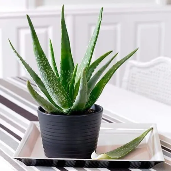 Aloe_Vera_Plant_Whiteout_Pot_|_Indoor_And_Outdoor_Plant_|_Pack_of_1