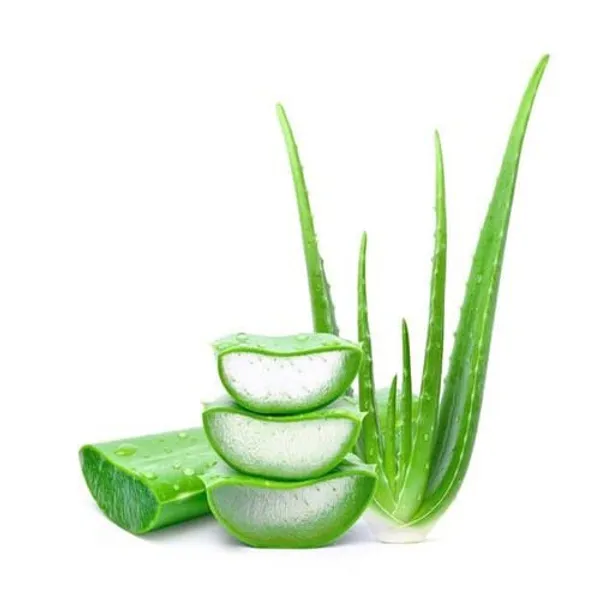 Aloe_Vera_Plant_Whiteout_Pot_|_Indoor_And_Outdoor_Plant_|_Pack_of_1