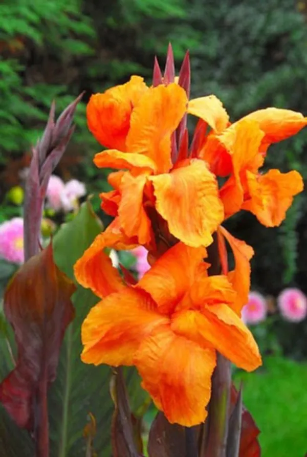 Cannas_Dwarf_Orange_Flower_Plant