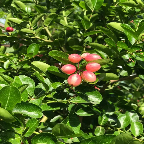 Karanda_Fruit_Plant_Outdoor_Gardening