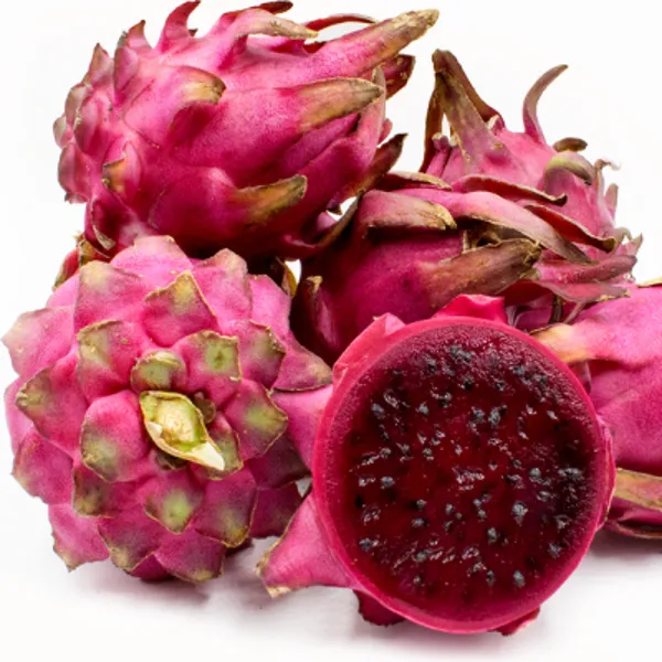 Hybrid_Pink_Dragon_Fruit_Plant