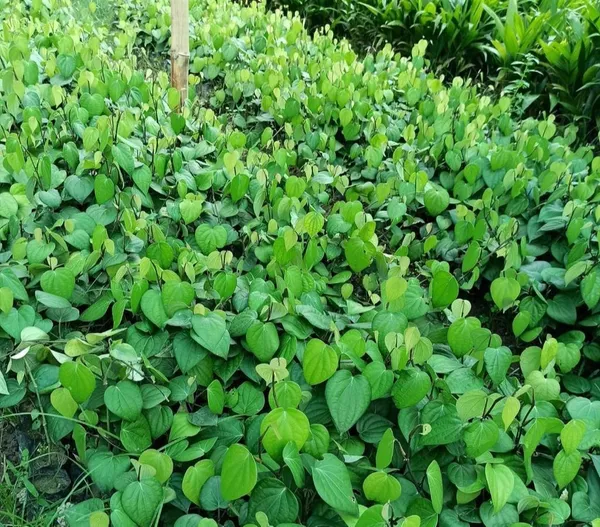 Black_Pepper;_Piper_Nigrum;_Gol_Mirch;_Kali_Mirch;_Healthy_Plant_Actual_Plant_Height_.5_to_1_ft_(Hybrid,_Pack_of_1)