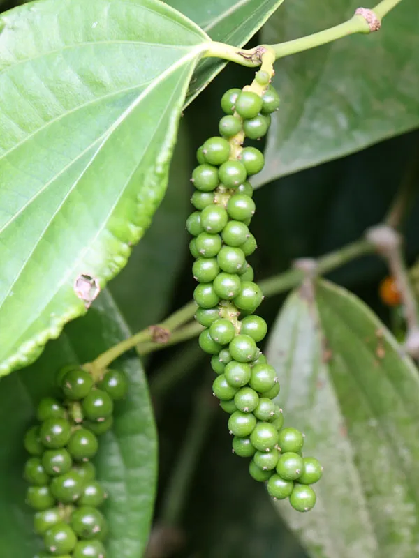 Black_Pepper;_Piper_Nigrum;_Gol_Mirch;_Kali_Mirch;_Healthy_Plant_Actual_Plant_Height_.5_to_1_ft_(Hybrid,_Pack_of_1)