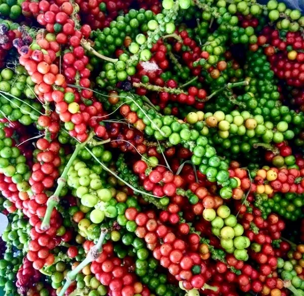 Black_Pepper;_Piper_Nigrum;_Gol_Mirch;_Kali_Mirch;_Healthy_Plant_Actual_Plant_Height_.5_to_1_ft_(Hybrid,_Pack_of_1)