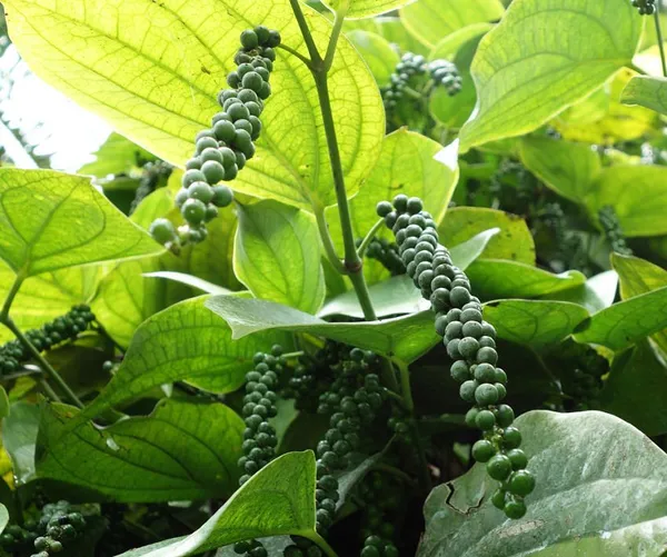 Black_Pepper;_Piper_Nigrum;_Gol_Mirch;_Kali_Mirch;_Healthy_Plant_Actual_Plant_Height_.5_to_1_ft_(Hybrid,_Pack_of_1)