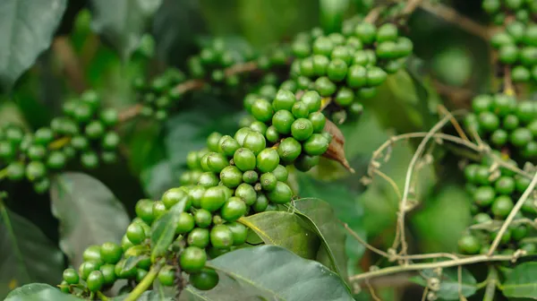 Black_Pepper;_Piper_Nigrum;_Gol_Mirch;_Kali_Mirch;_Healthy_Plant_Actual_Plant_Height_.5_to_1_ft_(Hybrid,_Pack_of_1)