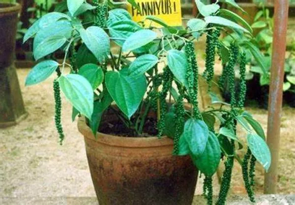 Black_Pepper;_Piper_Nigrum;_Gol_Mirch;_Kali_Mirch;_Healthy_Plant_Actual_Plant_Height_.5_to_1_ft_(Hybrid,_Pack_of_1)