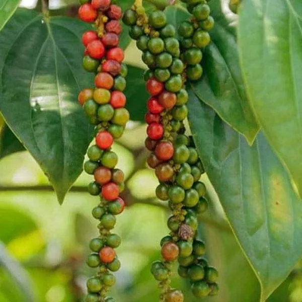 Black_Pepper;_Piper_Nigrum;_Gol_Mirch;_Kali_Mirch;_Healthy_Plant_Actual_Plant_Height_.5_to_1_ft_(Hybrid,_Pack_of_1)