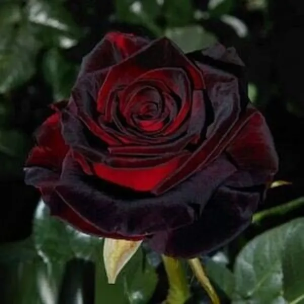 Black_Baccara_Rose_Plant_Outdoor_Gardening