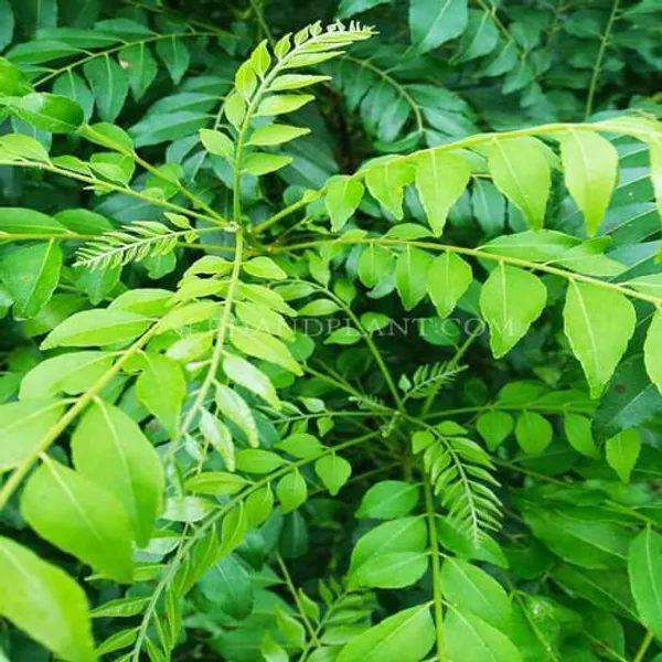 Curry_Patta_|_Curry_Leave_Plant_(1.5-2_Feet_Height_Pack_Of_1)