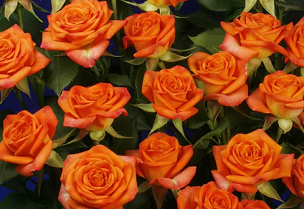 Ellinca_Rose_Plant_Outdoor_Gardening