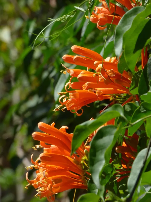 Venusta_Flower_Plant