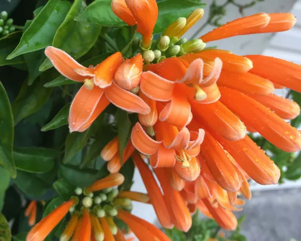 Venusta_Flower_Plant