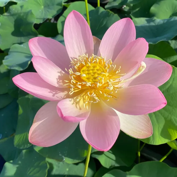 Carolina_Queen_Lotus_Tuber