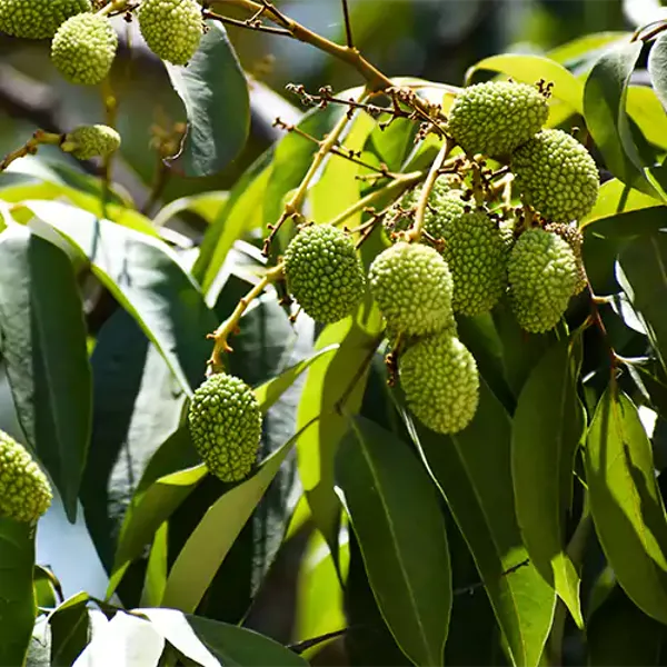 Ata_Bombai_Litchi_Plant