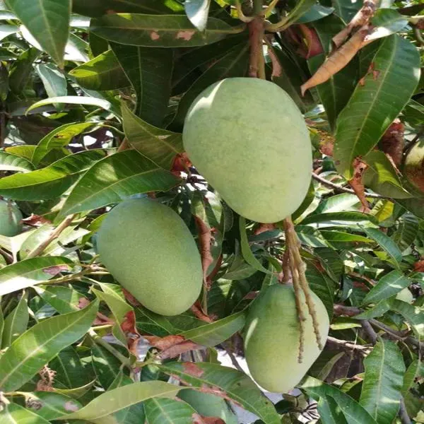 Honeydew_Mango_Grafted_Plant