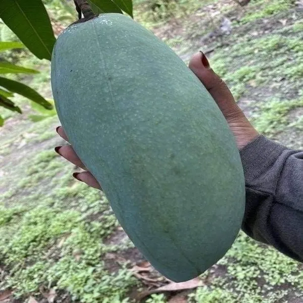 Brunei_King_Mango_Plant_Grafted_Hybrid
