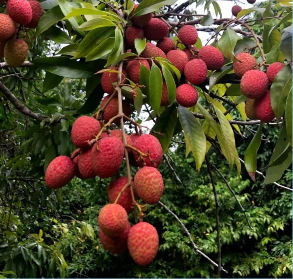 Muzaffarpur_Shahi_Grafted_weet_Tasty_Hybrid_Litchi_Plant_&_Tree_(1-1.5_Ft_Size)_Hybrid_Muzaffarpur_Litchi_Plant__For_Home_Gardening