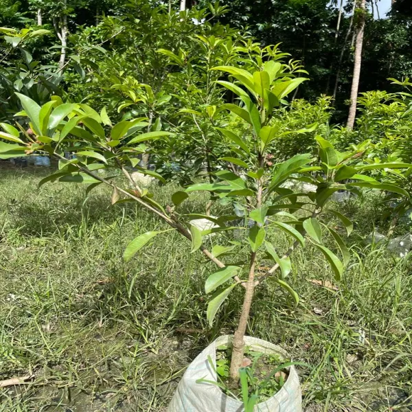 Kalapati_Chiku_Grafted_Plant