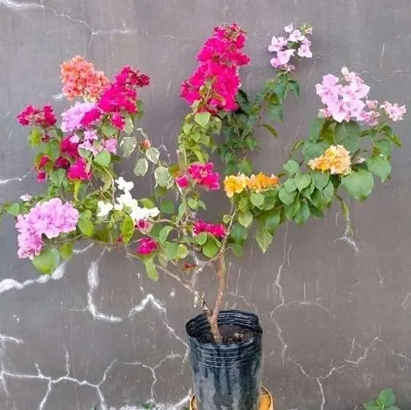 Rare_Multicolor_Bougainvillea_1-Healthy_Flower_Plant_(Grafted)_5_To_6_Color_For_Home_Garden_Plant_(Pack_of_1)