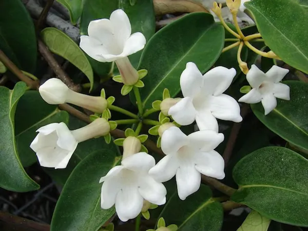 White_Madagasacar_Jasmine_Organic__Plant_For_Gardening