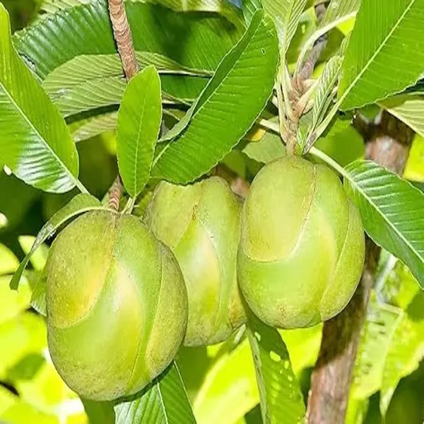 Elephant_Apple_Chalta_Dillenia_Indica_Fruit_Plant_(1.5-3_Feet_Height)