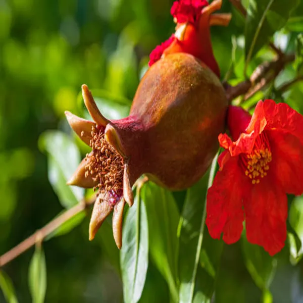 Purple_Heart_Pomegranate_Plant