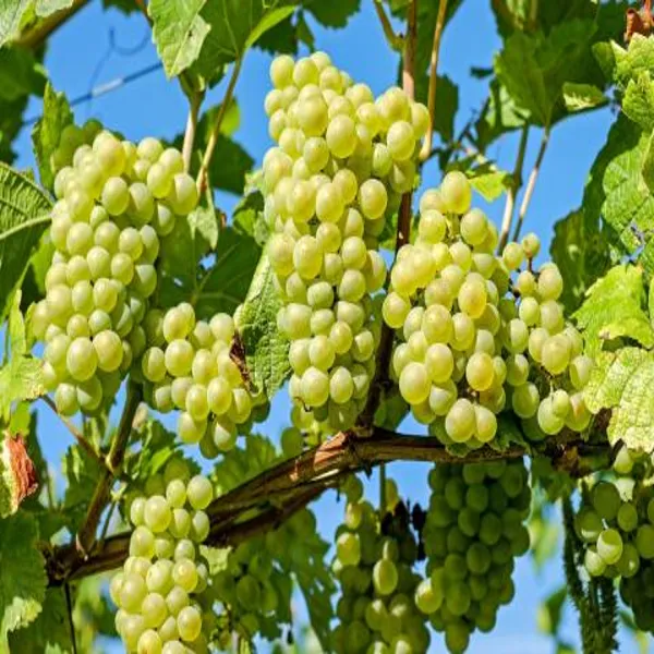 Thai_Seedless_Green_Grapes_Plant
