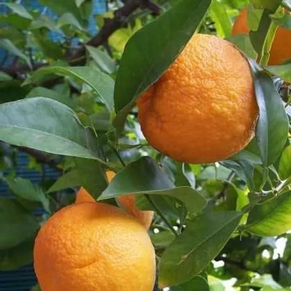 Hybrid_Sleet_Orange_|_Grafted_Plant_(Pack_Of_1)