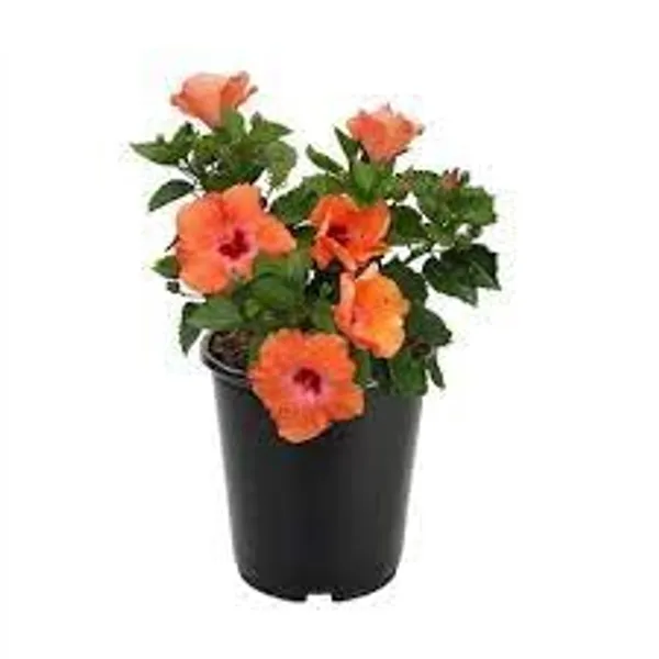 Chasing_Rainbow_Hibiscus_Plant