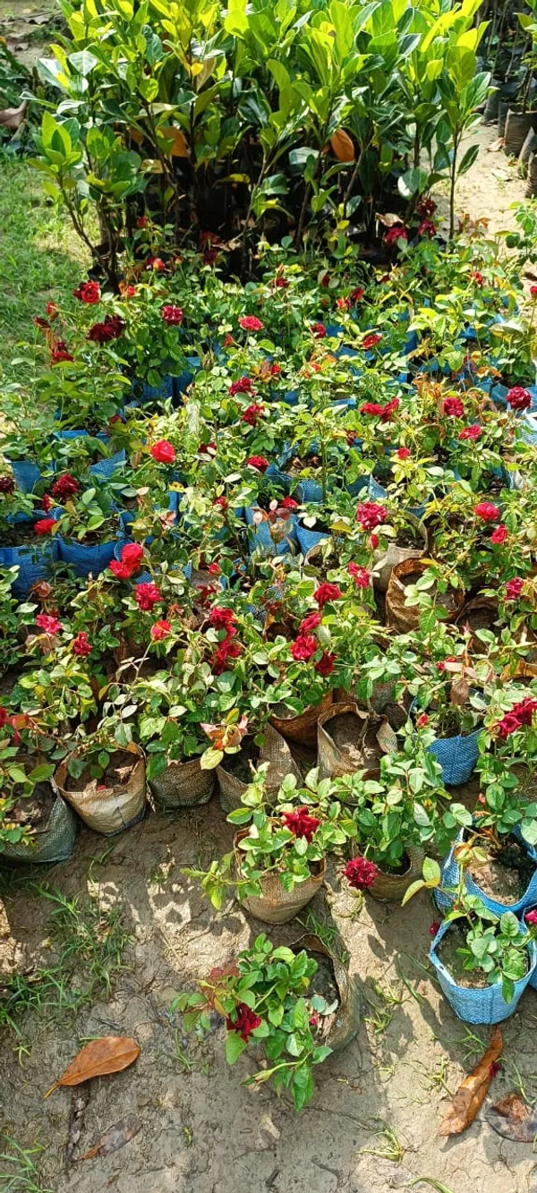 Hybrid_Red_Rose_1.5-3.5_Ft_Flower_Plant_(Pack_O_1)