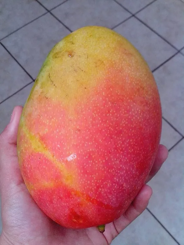 Gulab_Khas_Mango_Original_Grafted_Plant