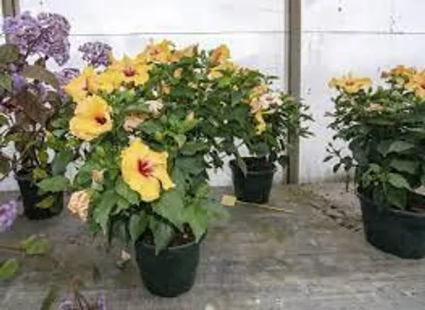 Hula_Girl_Hibiscus_Plant