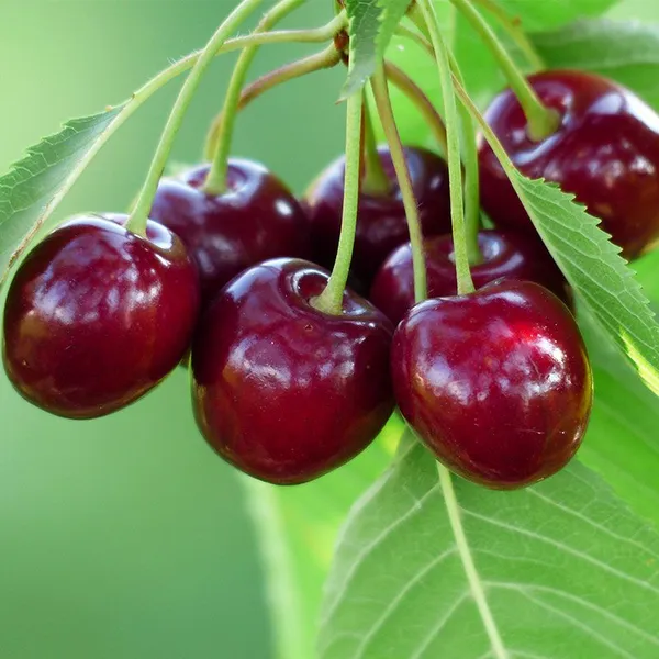 Japanese_Variety_Sweet_Cherry_Plant